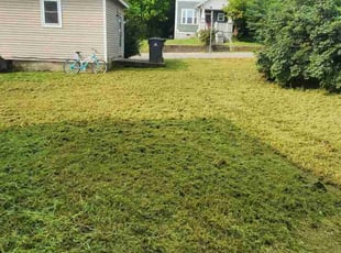 Gene G.'s turf care service result