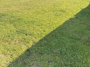 David M.'s grass maintenance service result