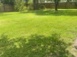 Dana B.'s lawn care services service result