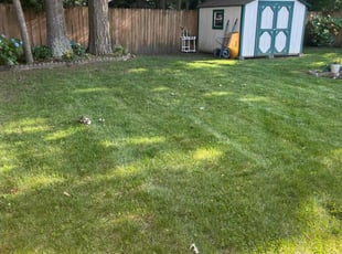 Christina C.'s lawn care service result