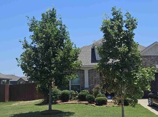 Jeffrey W.'s lawn maintenance service result
