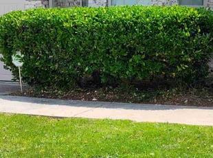 Caylea D.'s Bush Trimming service result