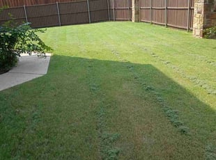 David W.'s turf maintenance service result