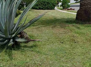 Tonya T.'s turf maintenance service result