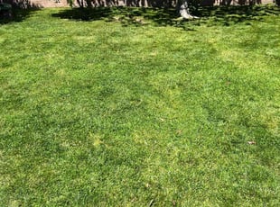John T.'s lawn care services service result