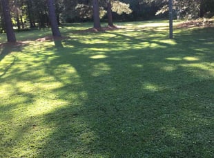 Cheryl H.'s grass maintenance service result