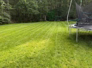 Eleanor C.'s lawn maintenance service result