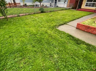 Michael S.'s lawn maintenance service result