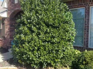 Shayla H.'s Bush Trimming service result
