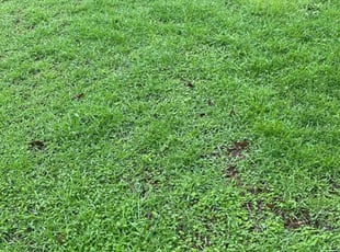 Andrea N.'s grass cutting service result