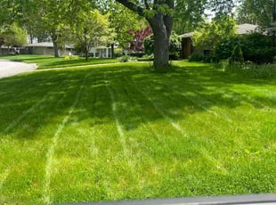 Kim L.'s Long Grass Cleanup service result