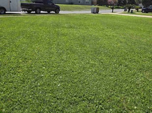 Danielle A.'s lawn maintenance service result