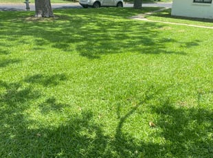 Greg C.'s lawn care service result