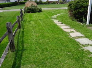 Michael B.'s turf care service result