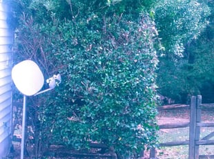 Chaitanya V.'s Bush Trimming service result