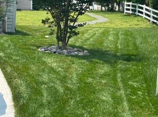 Angela V.'s lawn care service result