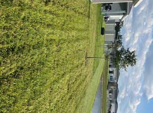 Angelique L.'s lawn care service result