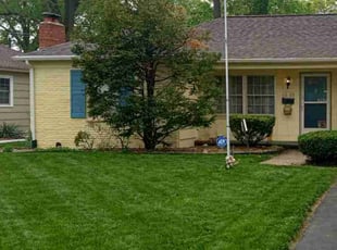 Mare C.'s turf care service result