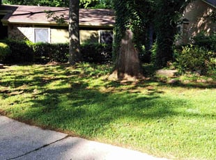 Julie J.'s turf care service result