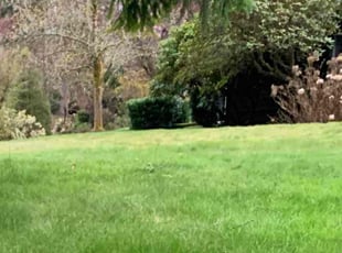 William L.'s grass maintenance service result