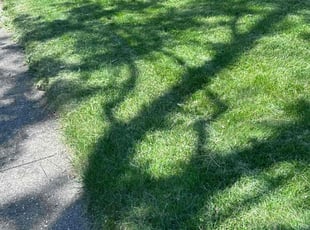 Sara G.'s lawn care service result