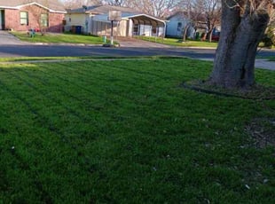 Bernadette C.'s lawn care service result