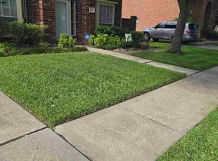 Steve B.'s grass cutting service result