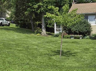 Mary P.'s turf care service result