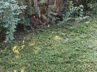 Judy B.'s turf care service result