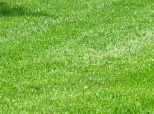 Angela M.'s turf maintenance service result
