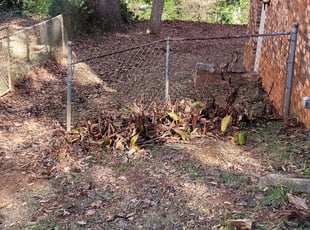 Ashlea L.'s Bush Trimming service result