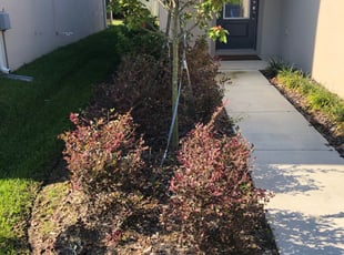 Catherine P.'s Bush Trimming service result