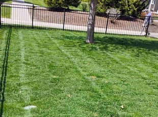 Terence M.'s lawn maintenance service result