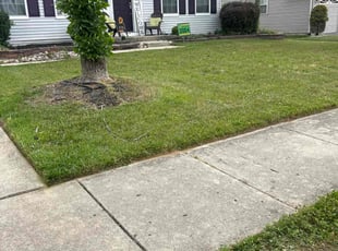 Daniel M.'s turf care service result