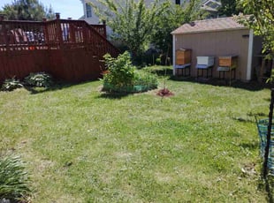 Peg R.'s turf care service result