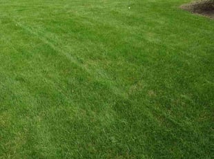 Steve A.'s lawn service service result