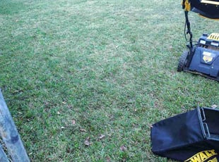 Madeleine M.'s turf care service result