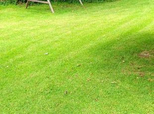Carole S.'s turf maintenance service result