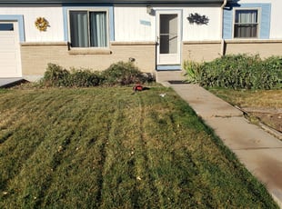 Tony T.'s Bush Trimming service result