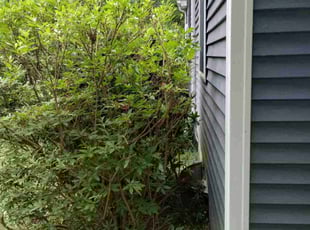 Melinda W.'s Bush Trimming service result