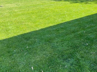 Darlene S.'s turf maintenance service result