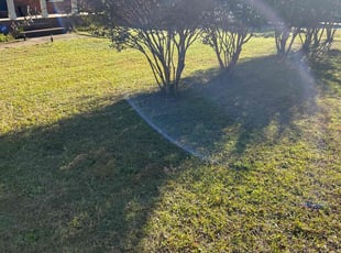 Dario D.'s Long Grass Cleanup service result