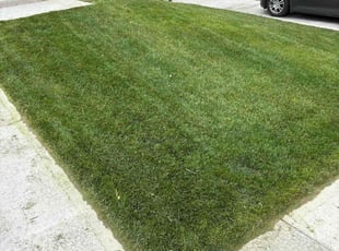 Crystal T.'s lawn maintenance service result