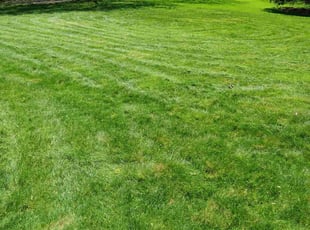 Kimberly B.'s landscaping service result