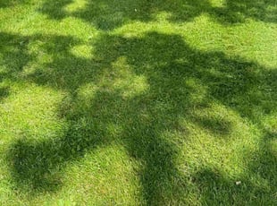 Jimmy V.'s grass maintenance service result