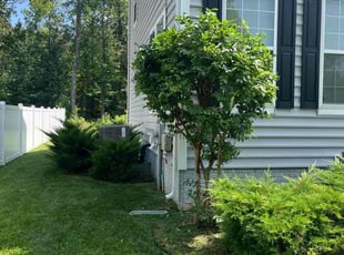 Luke L.'s Bush Trimming service result