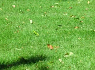 Greg W.'s lawn care service result