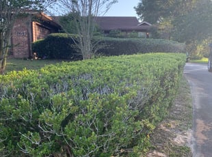 Jolene B.'s Bush Trimming service result