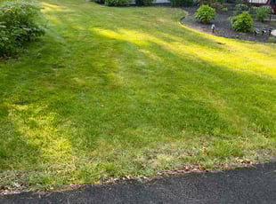 Andrea R.'s lawn care service result