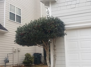 Teresita F.'s Bush Trimming service result